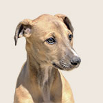 Greyhound Welpe - der Greyhound ist ein englischer Windhund