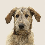 Irish Wolfhound Welpe - auch irische Wolfshunde gehören zu den Windhunden